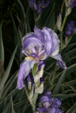 Iris pallida 'Argentea Variegata' RCP5-10 370.jpg